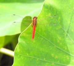Rhodothemis rufa