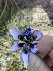 Moraea amissa