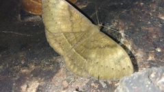Lygniodes vampyrus