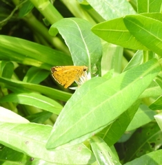 Ampittia dioscorides