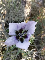 Moraea amissa