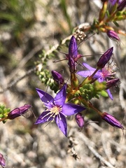 Calytrix leschenaultii