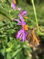 Atalopedes campestris huron