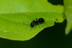 Colobopsis gasseri