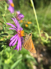 Atalopedes campestris huron