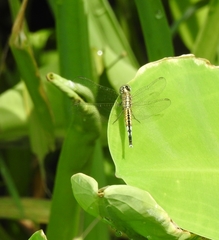 Acisoma panorpoides