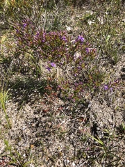 Calytrix leschenaultii
