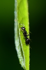 Colobopsis gasseri