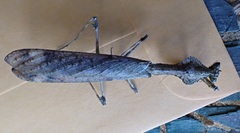 Epaphrodita musarum