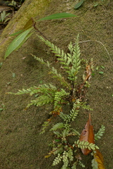 Austrogramme decipiens