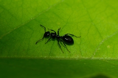 Colobopsis gasseri
