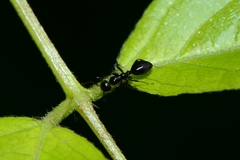 Colobopsis gasseri