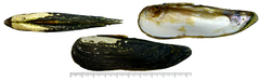 Lanceolaria