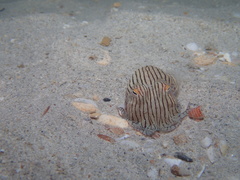 Sepioloidea lineolata