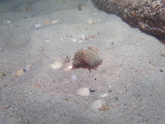 Sepioloidea lineolata