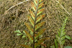 Austrogramme decipiens