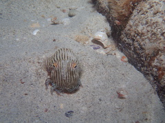 Sepioloidea lineolata