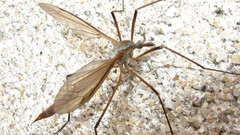 Tipula paludosa