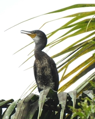 Phalacrocorax fuscicollis