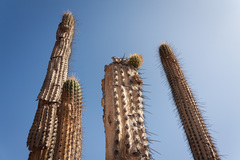 Trichocereus chiloensis chiloensis