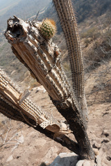 Trichocereus chiloensis chiloensis