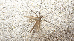 Tipula paludosa