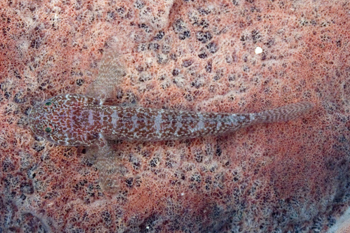 Sponge Frillgoby