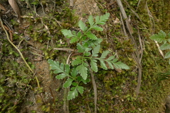 Davallia repens