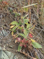 Plantago camtschatica