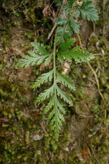 Davallia repens