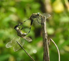 Orthetrum sabina