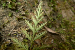 Davallia repens