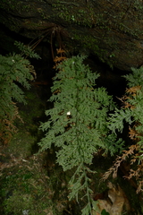 Callistopteris apiifolia