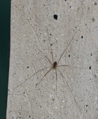 Opilio parietinus