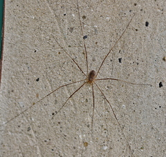 Opilio parietinus