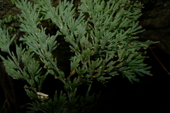 Callistopteris apiifolia