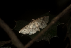 Addaea subtessellata