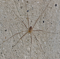 Opilio parietinus