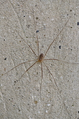 Opilio parietinus