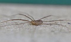 Opilio parietinus