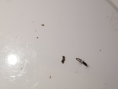 Bethylus dendrophilus