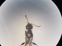 Bethylus dendrophilus