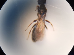 Bethylus dendrophilus