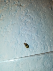 Walterianella biarcuata