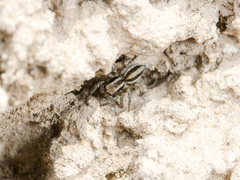 Phlegra andreevae