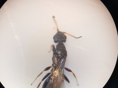 Bethylus dendrophilus