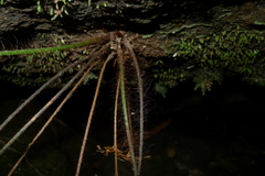 Callistopteris apiifolia