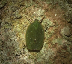 Anabunda murrayfletcheri