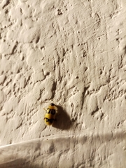 Walterianella biarcuata