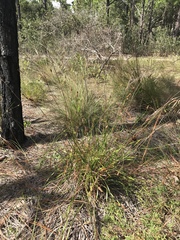 Xyris caroliniana